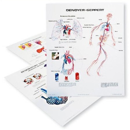 DENOYER-GEPPERT Charts/Posters, Human Body Systems Set/3 1126-13